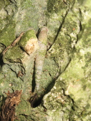 Phaedusa filicostata