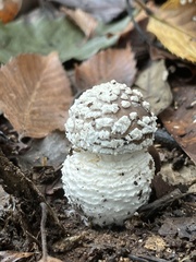 Amanita