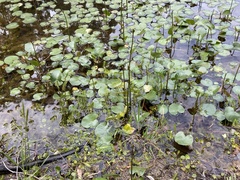 Ornduffia reniformis