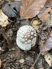 Amanita