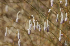 Ptilotus calostachyus