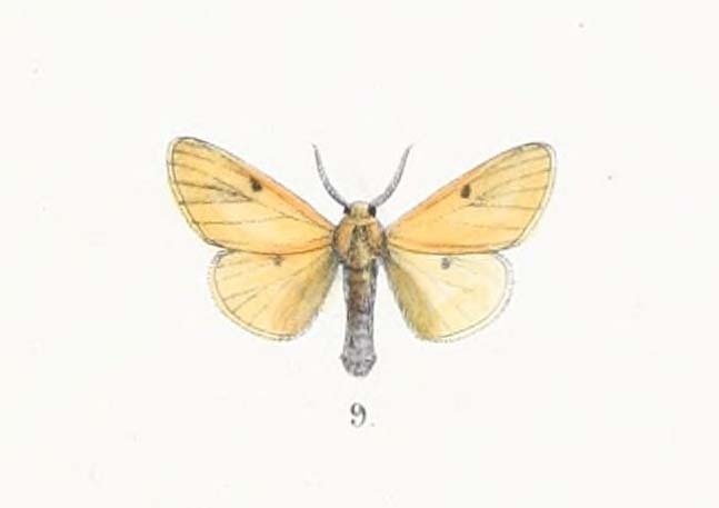 Lemyra bimaculata
