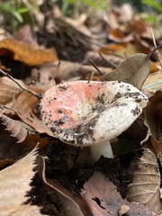 Russula
