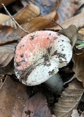 Russula