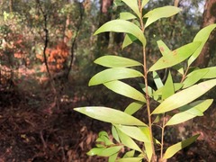 Persoonia iogyna