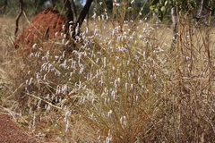Ptilotus calostachyus