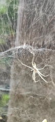 Cyrtophora cicatrosa