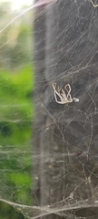 Cyrtophora cicatrosa