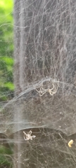 Cyrtophora cicatrosa