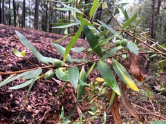 Persoonia iogyna