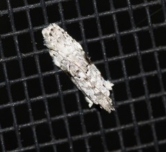 Hypatima simulacrella