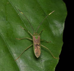 Homoeocerus bipunctatus