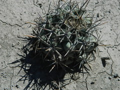 Coryphantha poselgeriana