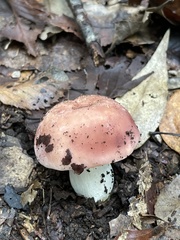 Russula