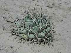Coryphantha poselgeriana