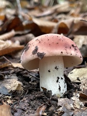 Russula