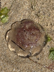 Pseudorhiza haeckeli