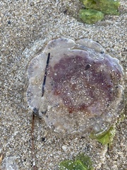 Pseudorhiza haeckeli