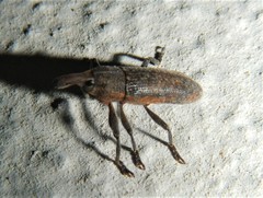 Lixus punctiventris