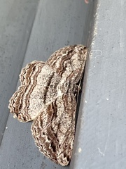 Scioglyptis lyciaria