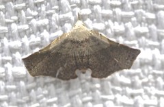 Esthlodora versicolor