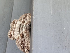 Scioglyptis lyciaria