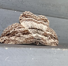 Scioglyptis lyciaria