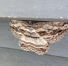 Scioglyptis lyciaria