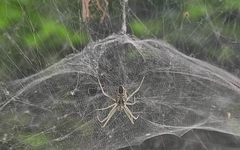 Cyrtophora cicatrosa