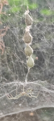 Cyrtophora cicatrosa
