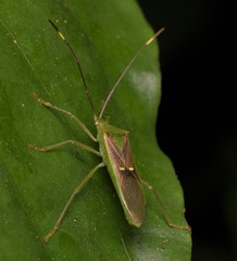 Homoeocerus bipunctatus