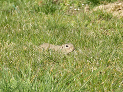 Spermophilus citellus