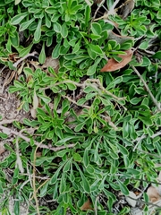 Globularia cordifolia