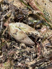 Electroma papilionacea