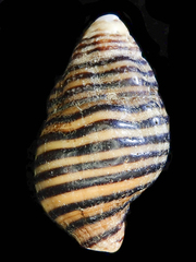 Turrilatirus turritus