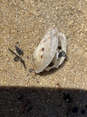 Electroma papilionacea