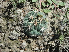 Coryphantha poselgeriana
