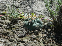 Coryphantha poselgeriana