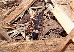 Phoracantha punctata