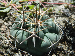 Coryphantha poselgeriana