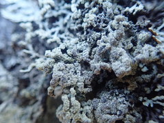 Hypogymnia subphysodes