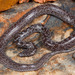Variegated Wolf Snake - Photo (c) Tyrone Ping, some rights reserved (CC BY-NC), uploaded by Tyrone Ping