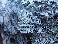 Hypogymnia subphysodes