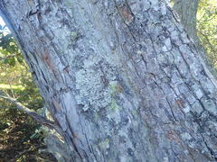 Hypogymnia subphysodes