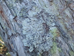 Hypogymnia subphysodes