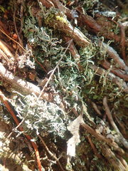 Cladonia glebosa