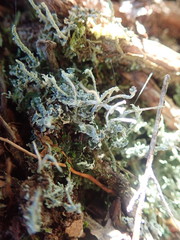 Cladonia glebosa