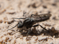 Backomyia
