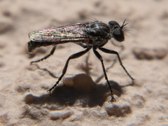 Backomyia