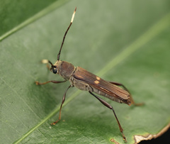 Thranius bimaculatus